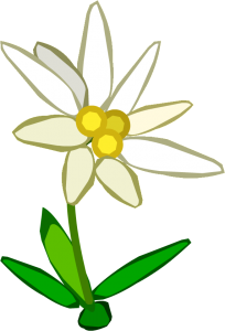 Edelweiss PNG-66285